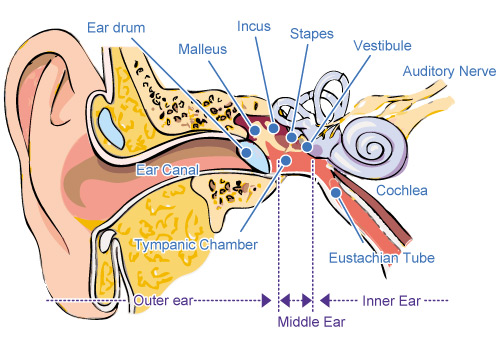 Structure of Auditory System