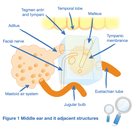 Figure 1 Middle ear and it adjacent structures