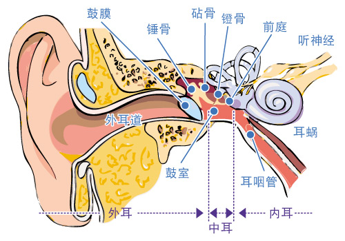 听觉系统的结构