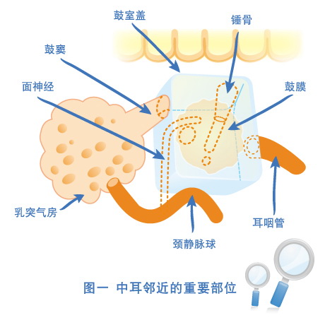 图一 中耳邻近的重要部位