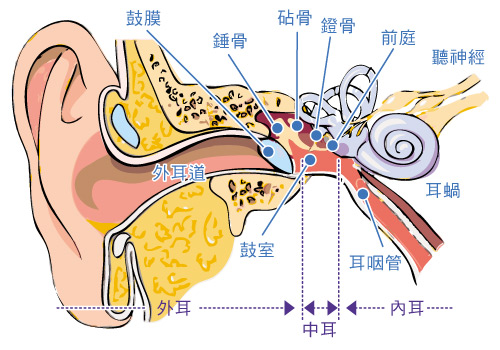 聽覺系統的結構