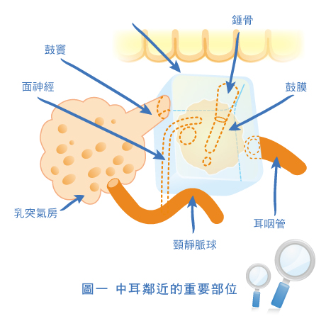 圖一 中耳鄰近的重要部位